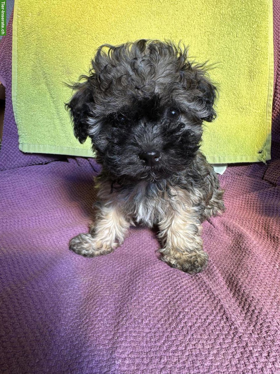 Bild 3: Bolonka Zwetna Welpen, weiblich + männlich, reinrassig