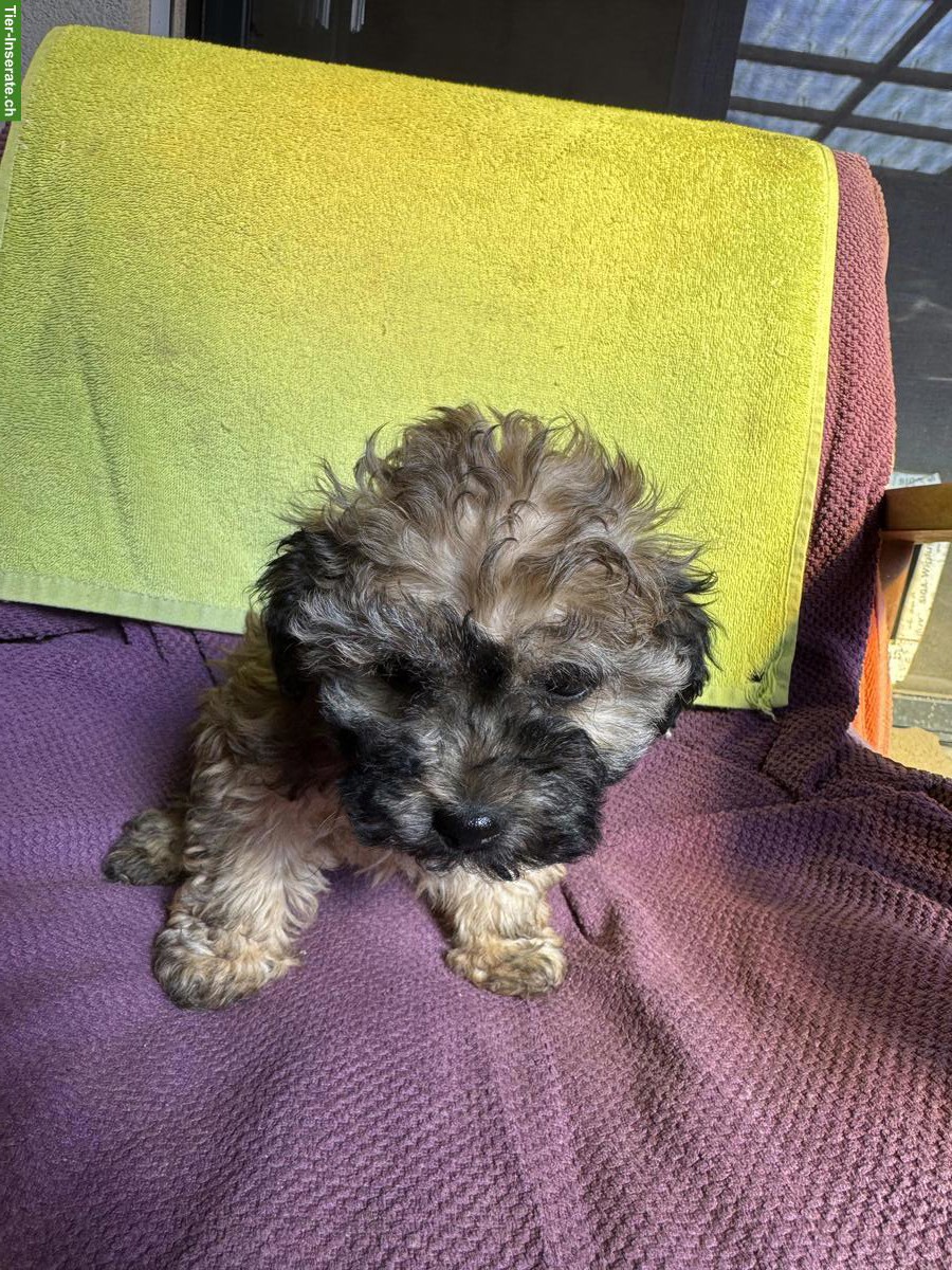 Bild 4: Bolonka Zwetna Welpen, weiblich + männlich, reinrassig