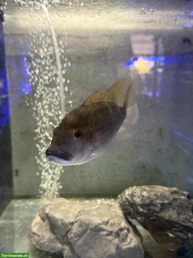 Grosse Barsche gratis abzugeben