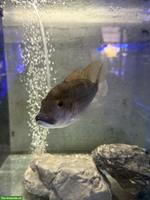 Grosse Barsche gratis abzugeben