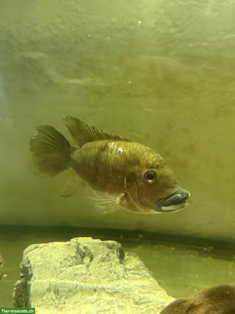 Bild 2: Grosse Barsche gratis abzugeben