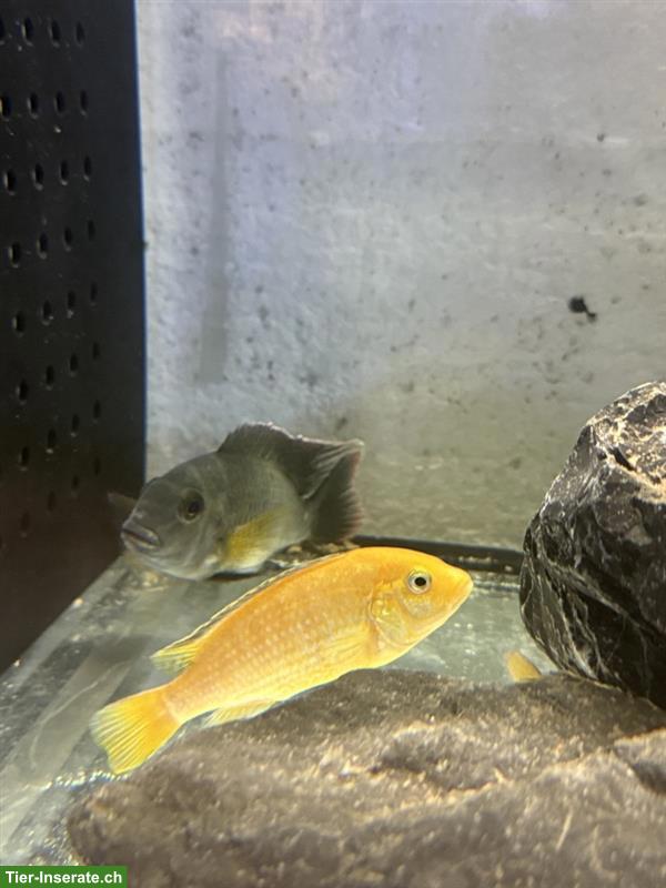 Bild 4: Grosse Barsche gratis abzugeben