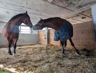Pferdeboxe zu vermieten in Niederwil SG