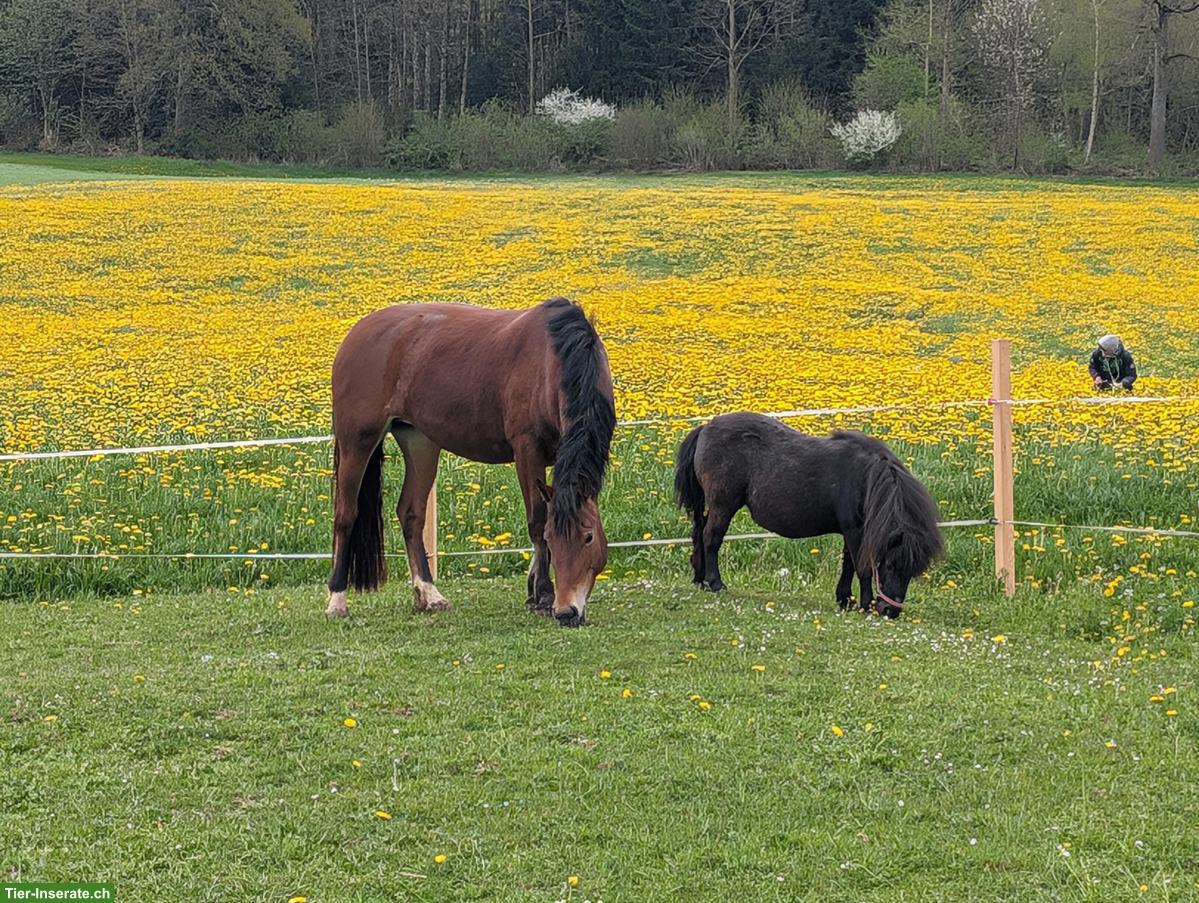 Bild 2: Pferdeboxe zu vermieten in Niederwil SG
