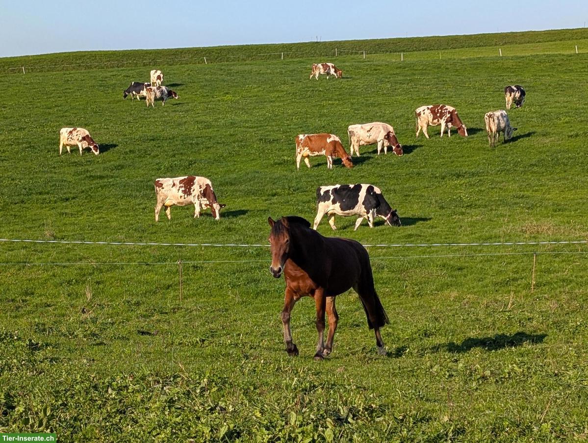 Bild 3: Pferdeboxe zu vermieten in Niederwil SG