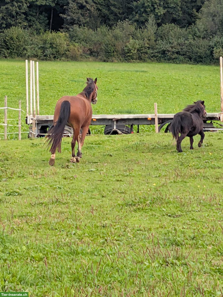 Bild 5: Pferdeboxe zu vermieten in Niederwil SG