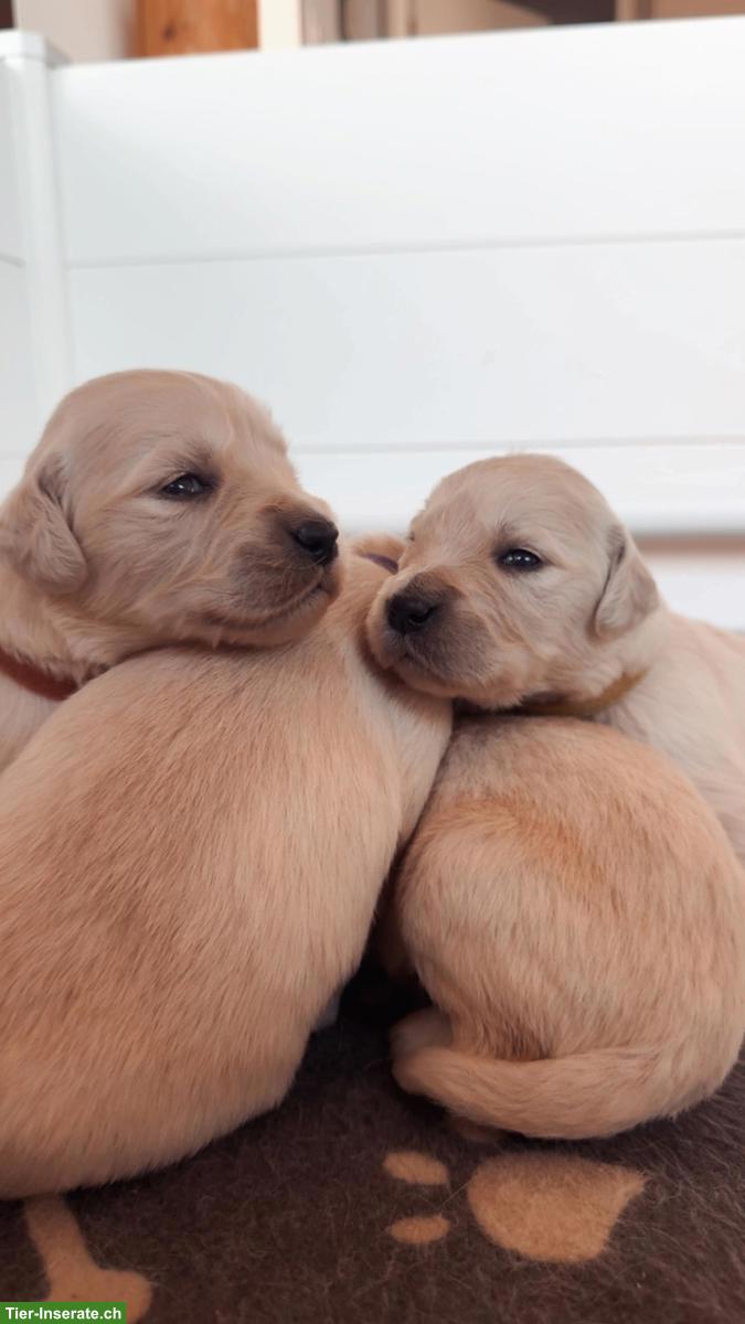 Reinrassige Golden Retriever Welpen