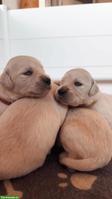 Reinrassige Golden Retriever Welpen