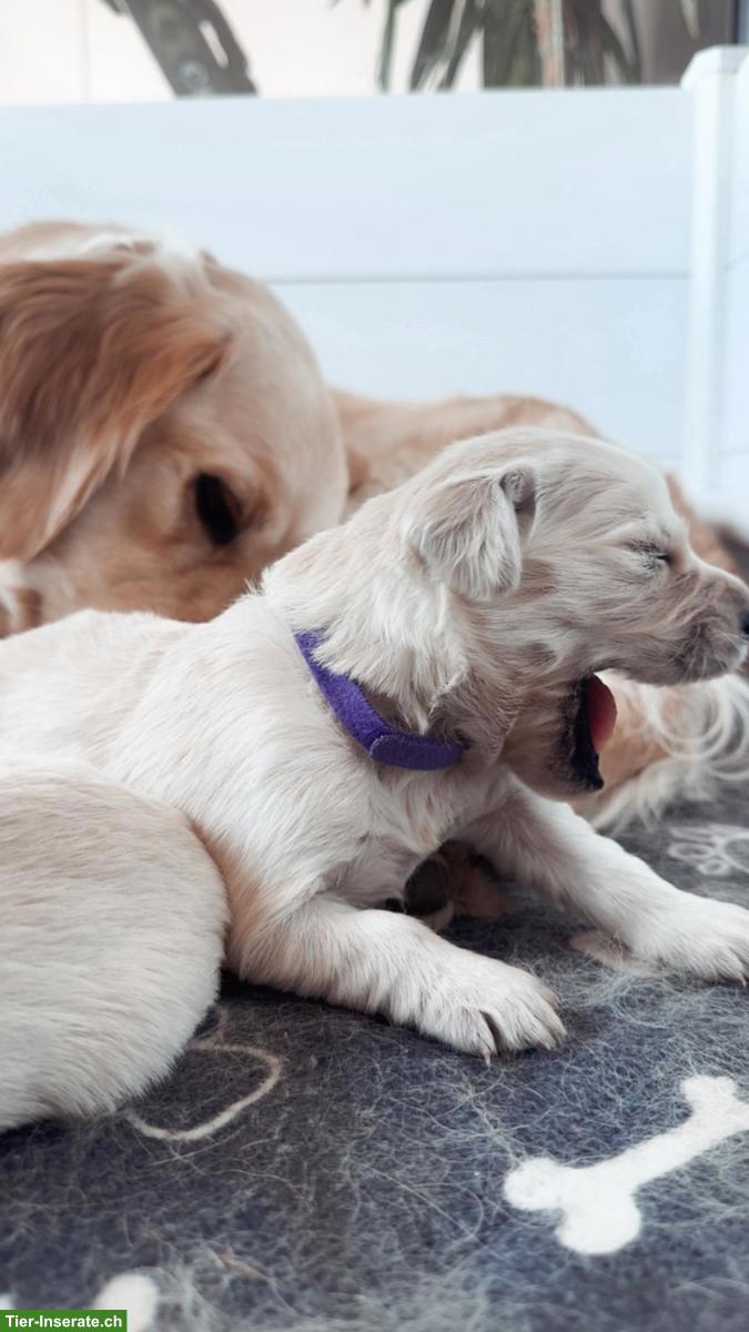 Bild 3: Reinrassige Golden Retriever Welpen