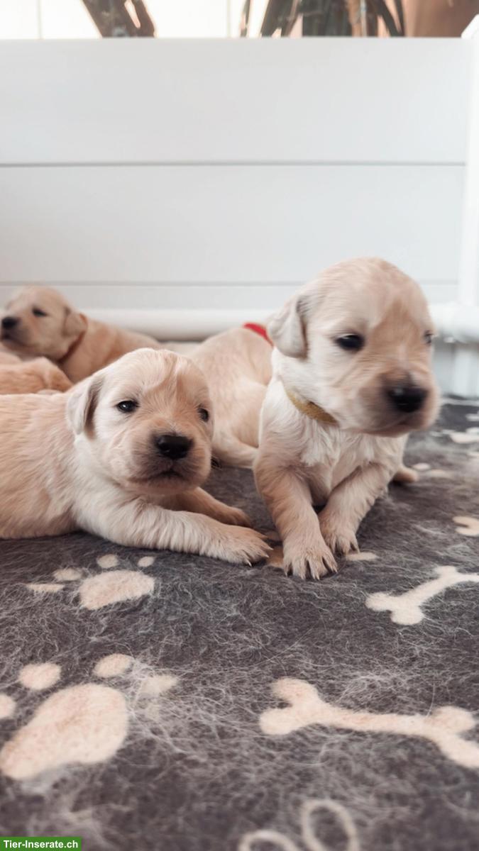 Bild 4: Reinrassige Golden Retriever Welpen