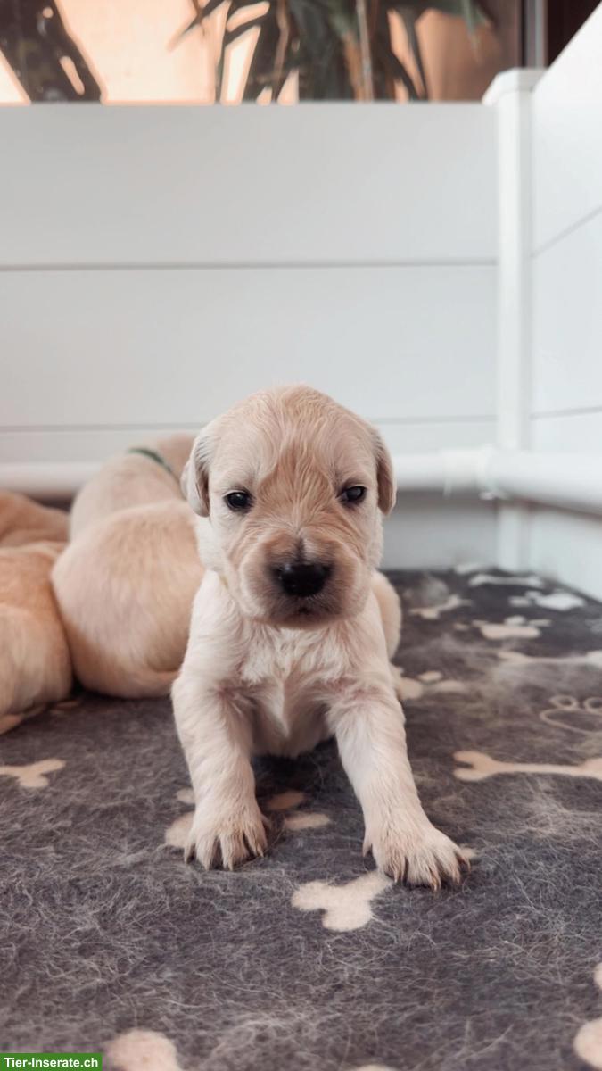 Bild 6: Reinrassige Golden Retriever Welpen