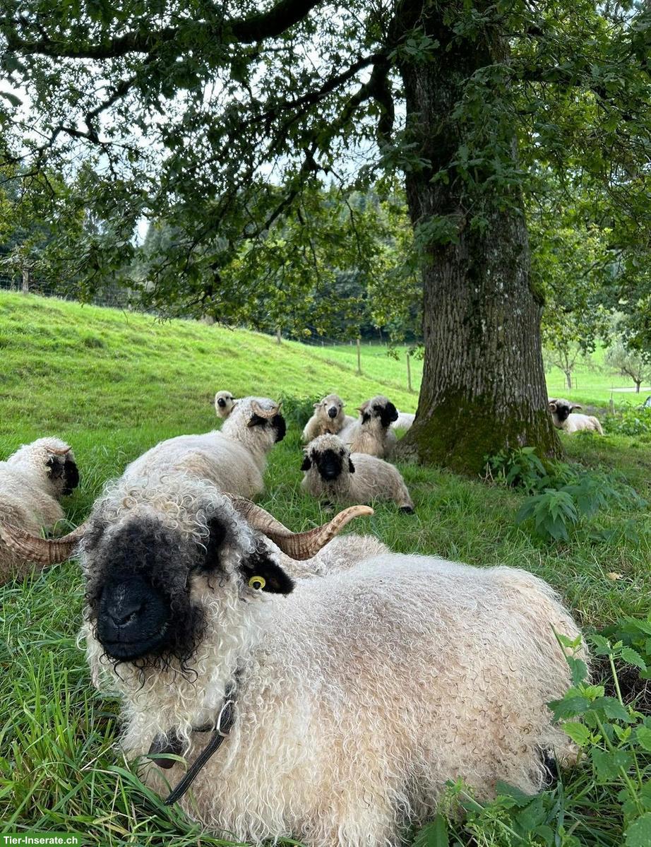 Walliser Schwarznasenschafe, Auen und Bock