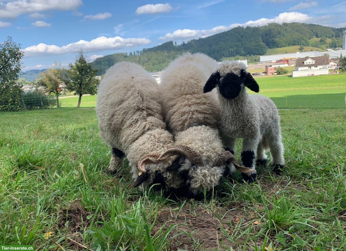 Bild 2: Walliser Schwarznasenschafe, Auen und Bock