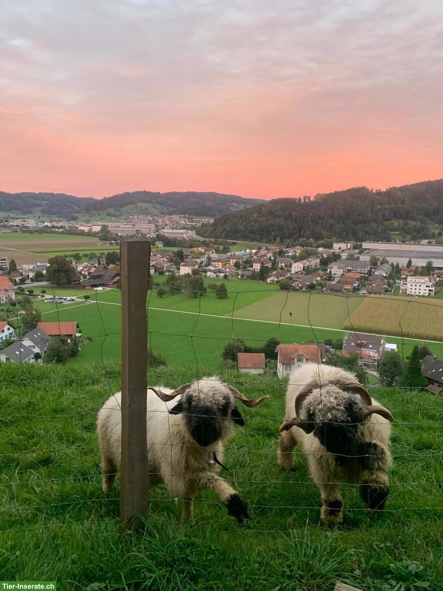 Bild 3: Walliser Schwarznasenschafe, Auen und Bock