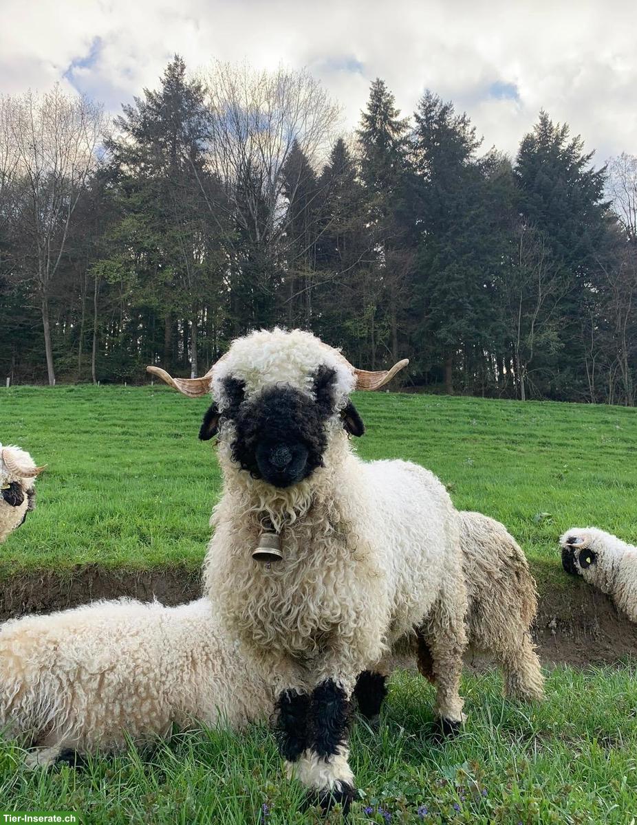 Bild 4: Walliser Schwarznasenschafe, Auen und Bock