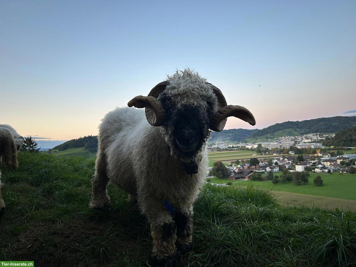 Bild 5: Walliser Schwarznasenschafe, Auen und Bock