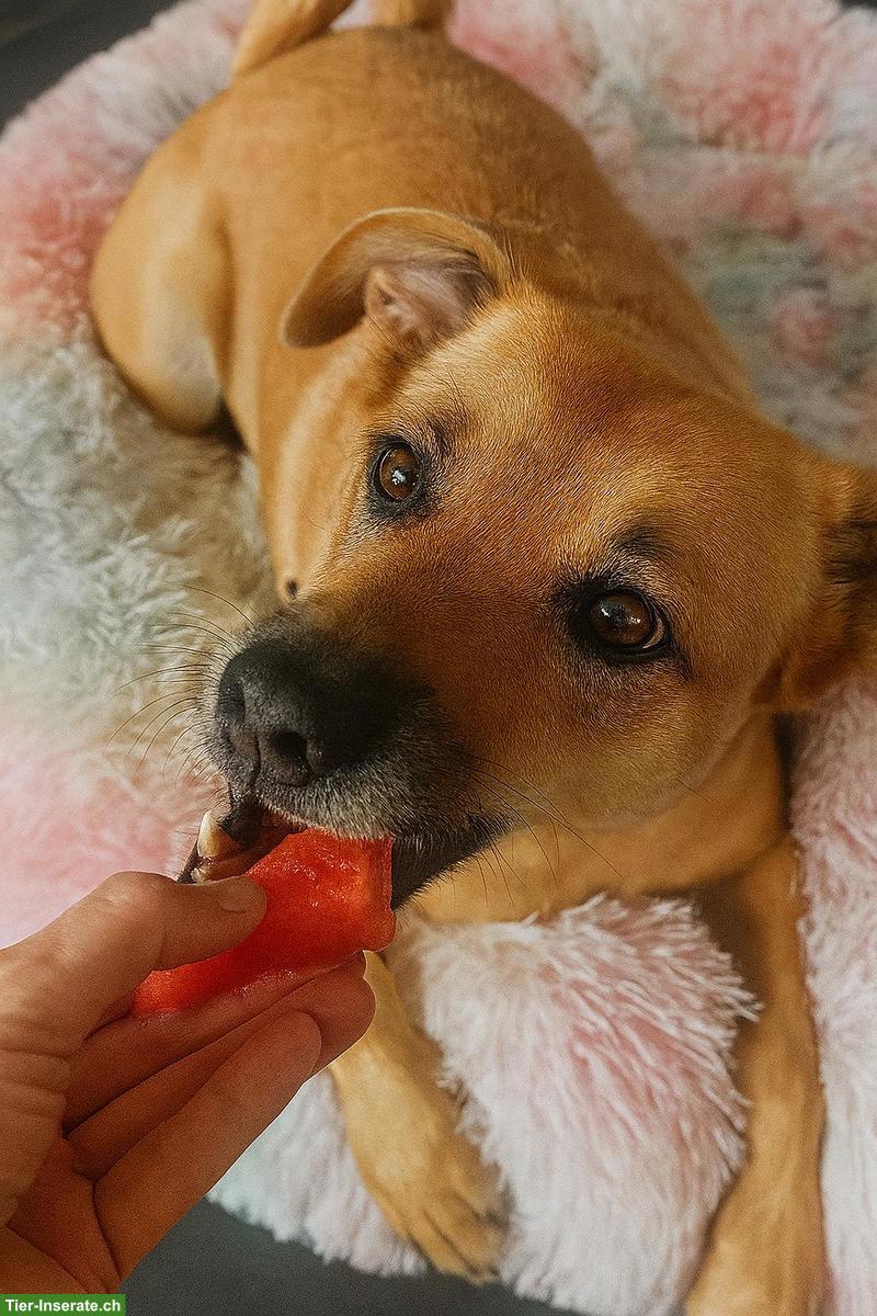 WuffumWohl - Hundeernährungsberatung für jeden Hundehalter!