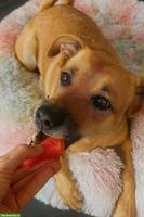 WuffumWohl - Hundeernährungsberatung für jeden Hundehalter!