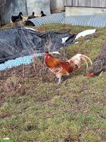 Appenzeller Spitzenhauben Hahn, Chamoix-Weiss getupft