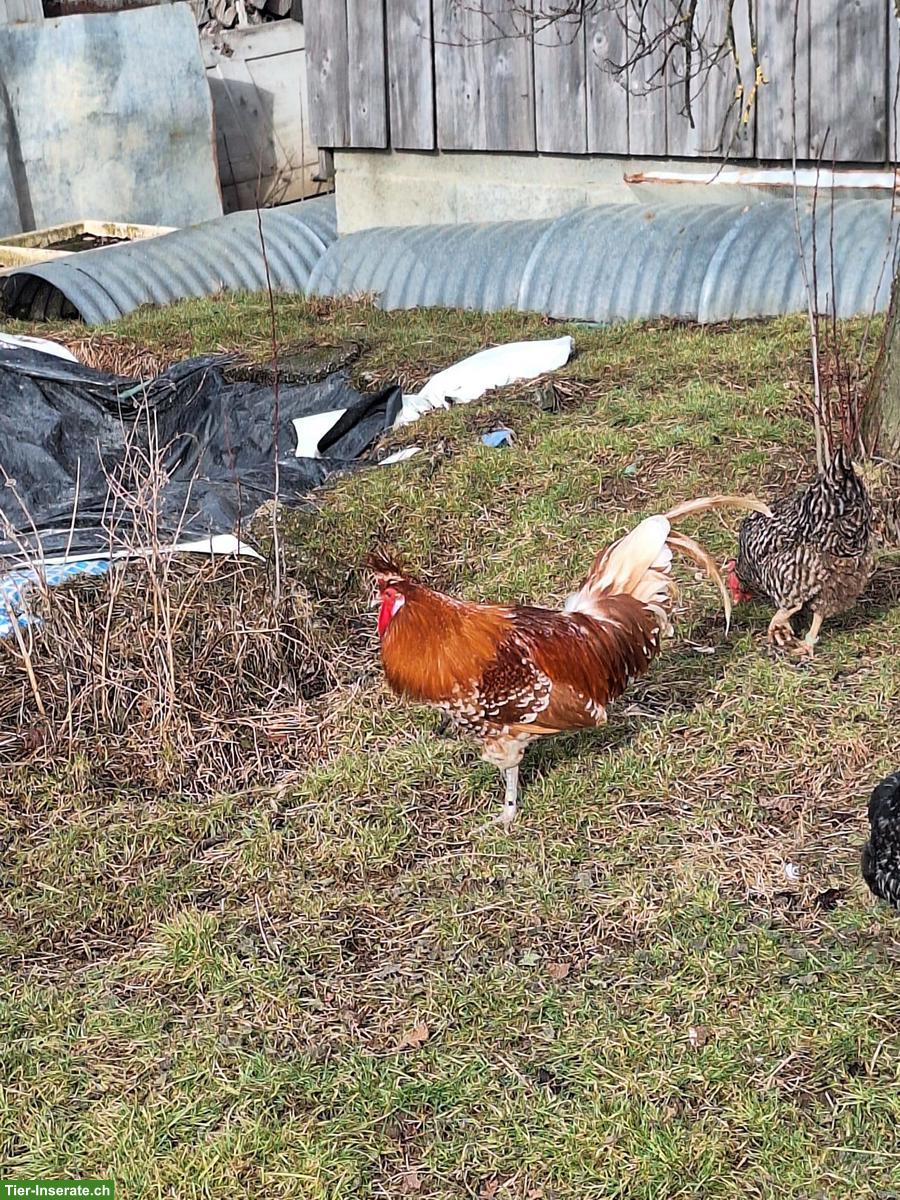 Bild 2: Appenzeller Spitzenhauben Hahn, Chamoix-Weiss getupft