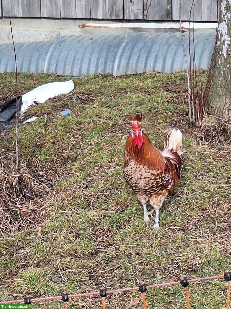 Bild 3: Appenzeller Spitzenhauben Hahn, Chamoix-Weiss getupft