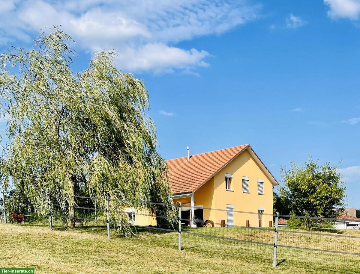Charmantes Einfamilienhaus 6.5 Zimmer und Pferdeparadies im Jura