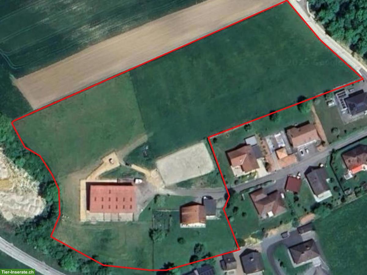 Bild 2: Charmantes Einfamilienhaus 6.5 Zimmer und Pferdeparadies im Jura