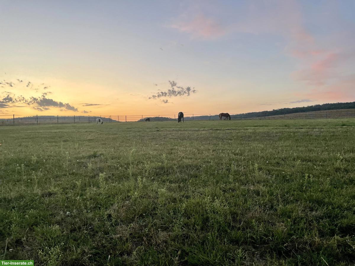 Bild 3: Charmantes Einfamilienhaus 6.5 Zimmer und Pferdeparadies im Jura