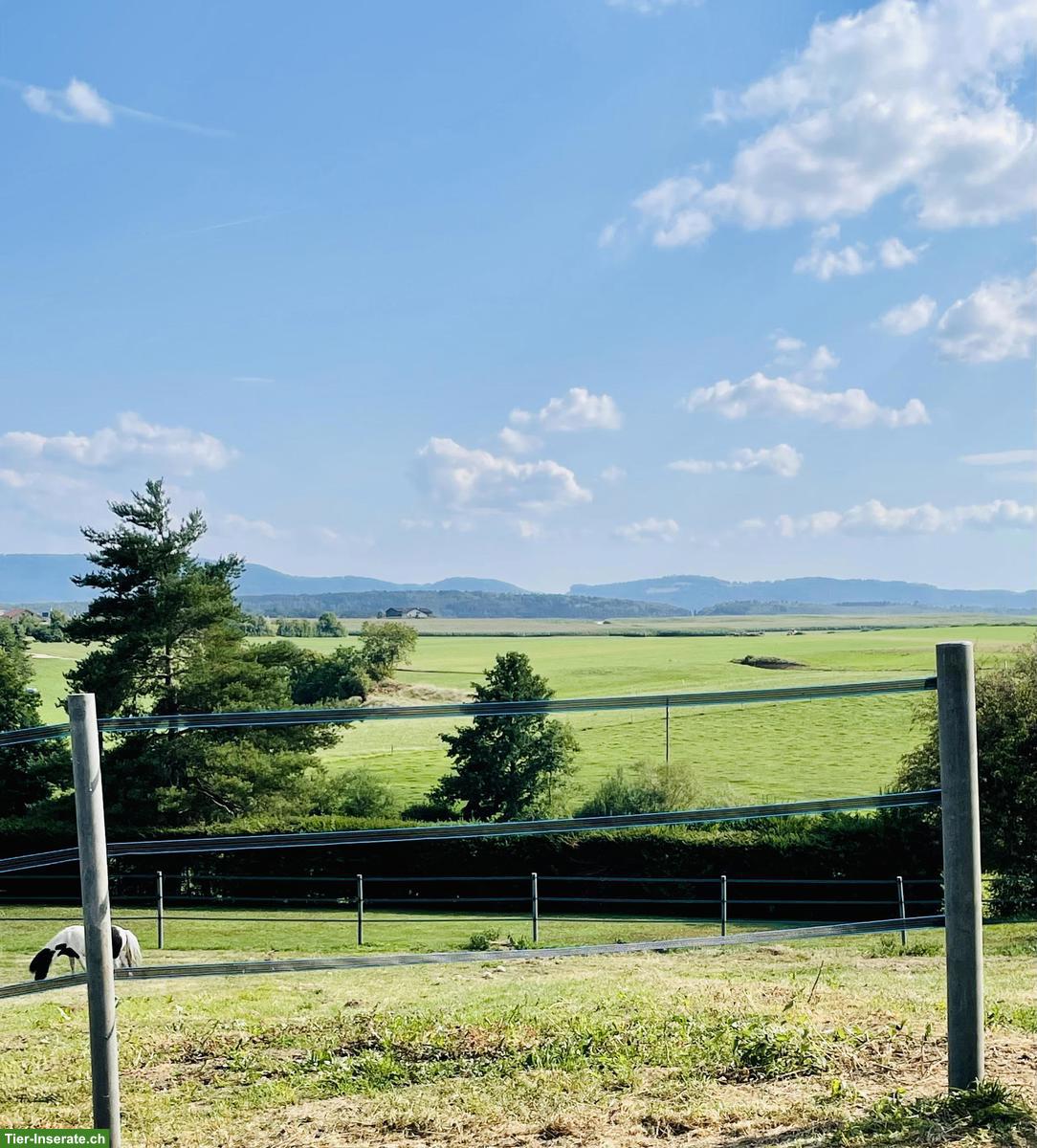 Bild 4: Charmantes Einfamilienhaus 6.5 Zimmer und Pferdeparadies im Jura