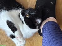 Junge Mischlingskatze, BKH x Russisch Blau