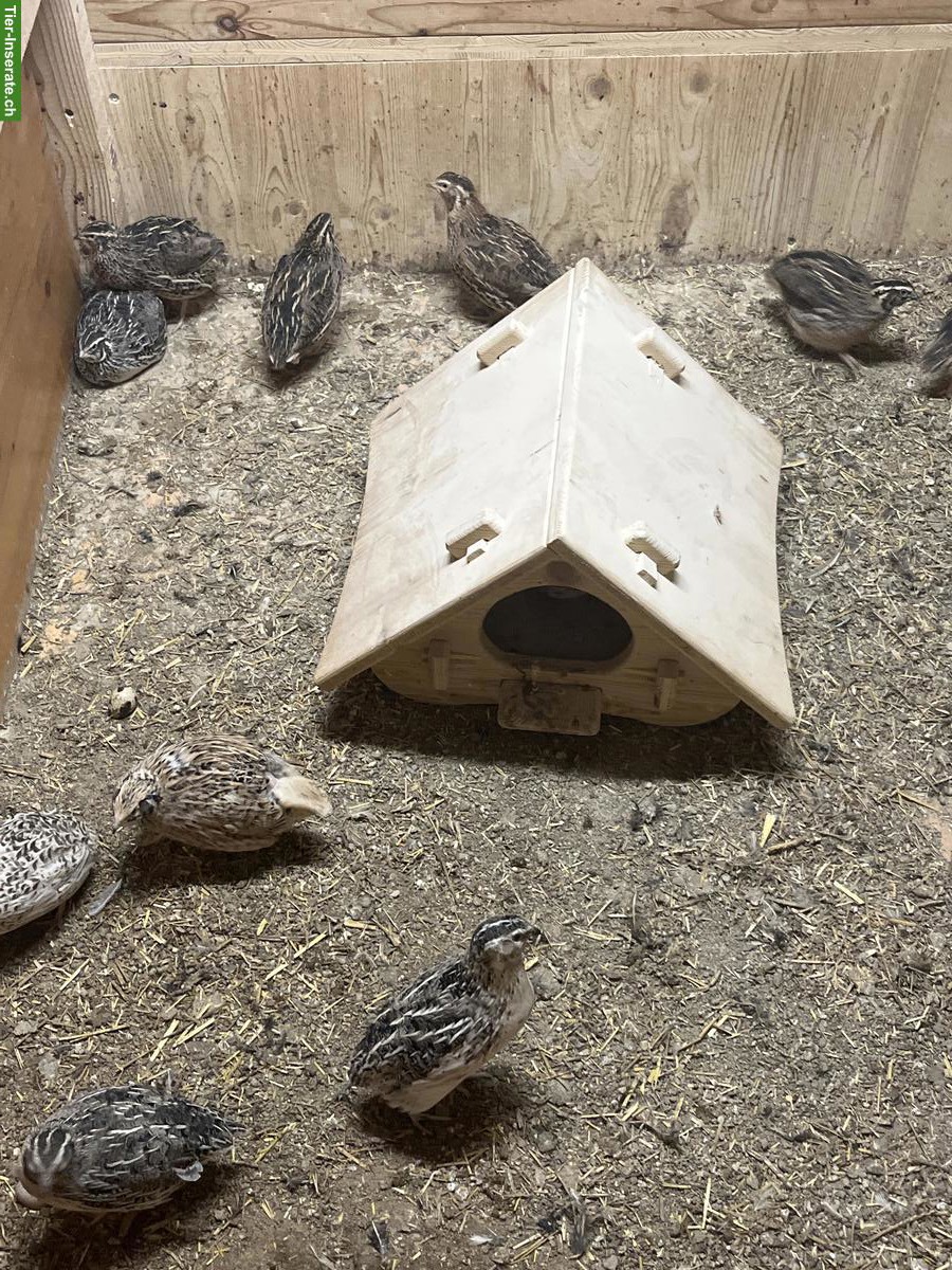 Wachteln zu verkaufen, 1 bis 1.5 Jahre alt