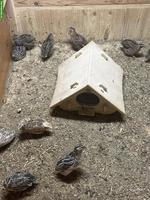 Wachteln zu verkaufen, 1 bis 1.5 Jahre alt