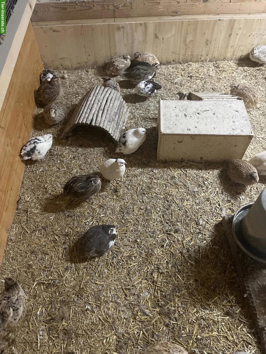 Bild 2: Wachteln zu verkaufen, 1 bis 1.5 Jahre alt