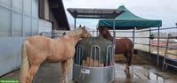 Offenstallplatz frei mit Nachtboxen, 24h Heu, Füllinsdorf BL