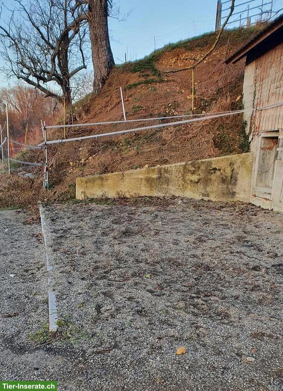 Bild 2: Offenstallplatz frei mit Nachtboxen, 24h Heu, Füllinsdorf BL