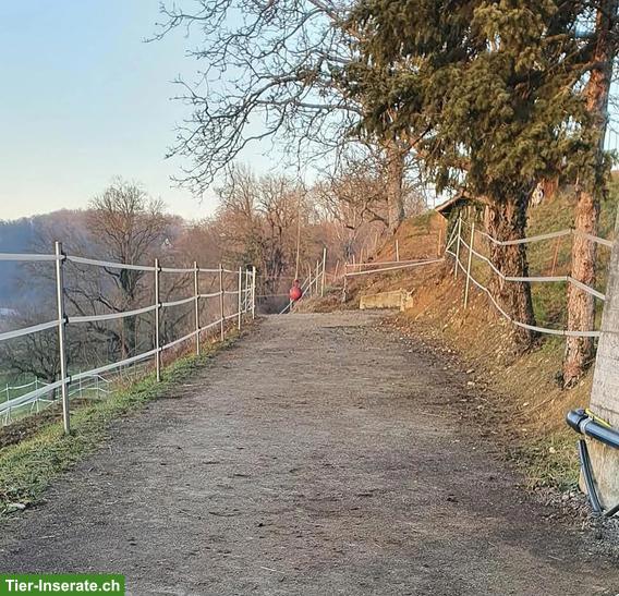Bild 3: Offenstallplatz frei mit Nachtboxen, 24h Heu, Füllinsdorf BL
