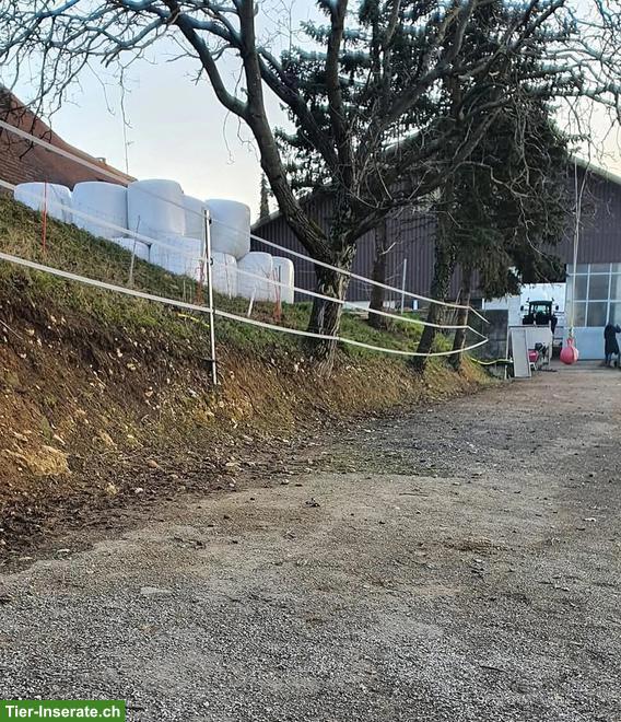 Bild 4: Offenstallplatz frei mit Nachtboxen, 24h Heu, Füllinsdorf BL