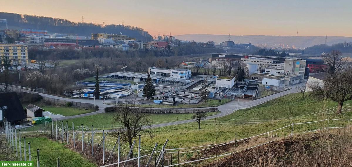 Bild 5: Offenstallplatz frei mit Nachtboxen, 24h Heu, Füllinsdorf BL