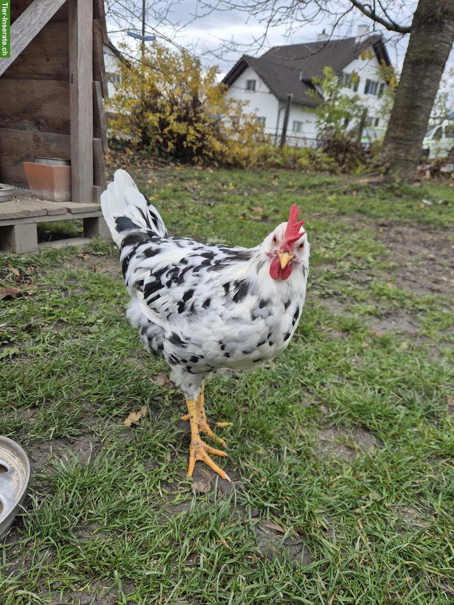 Bruteier Exchequer Leghorn zu verkaufen