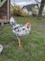 Bruteier Exchequer Leghorn zu verkaufen