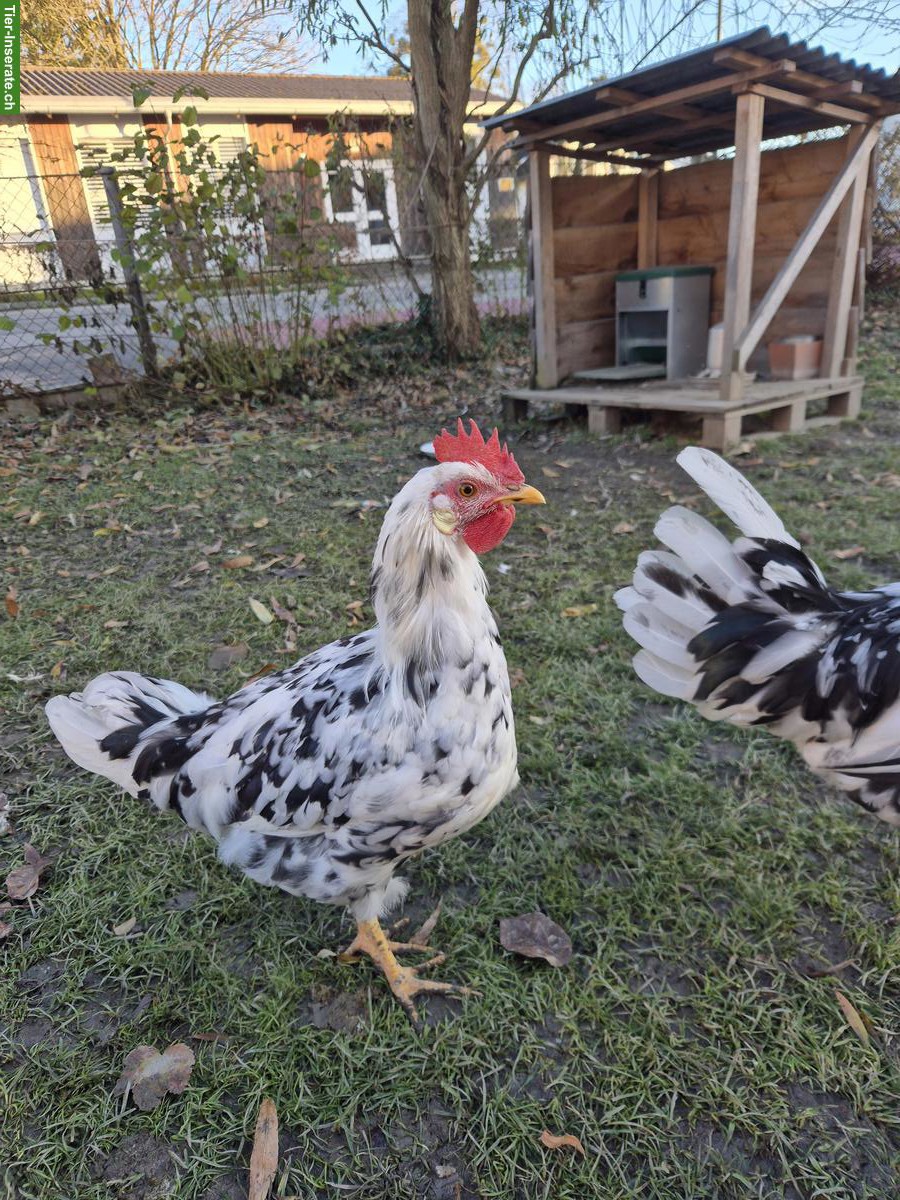 Bild 2: Bruteier Exchequer Leghorn zu verkaufen