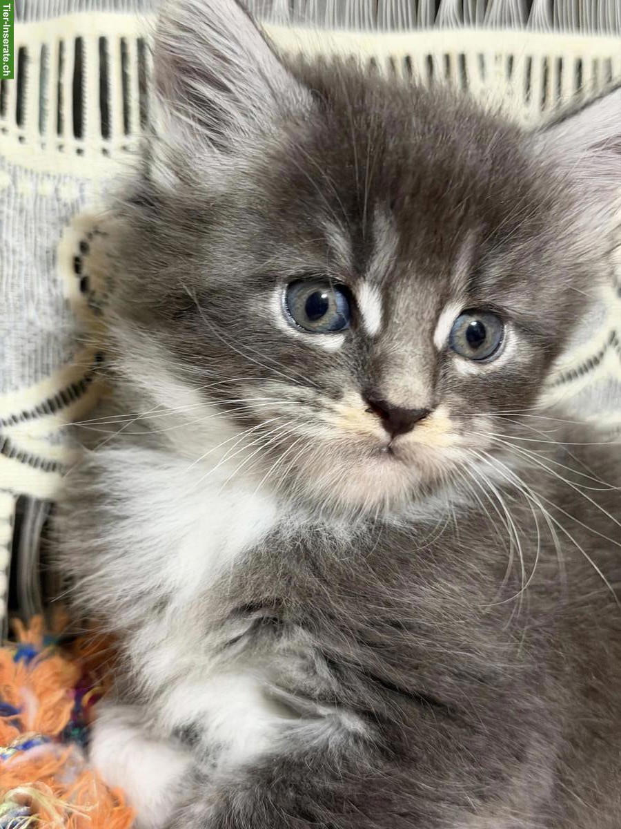 Maine Coons Kitten zu verkaufen