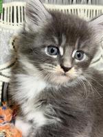 Maine Coons Kitten zu verkaufen