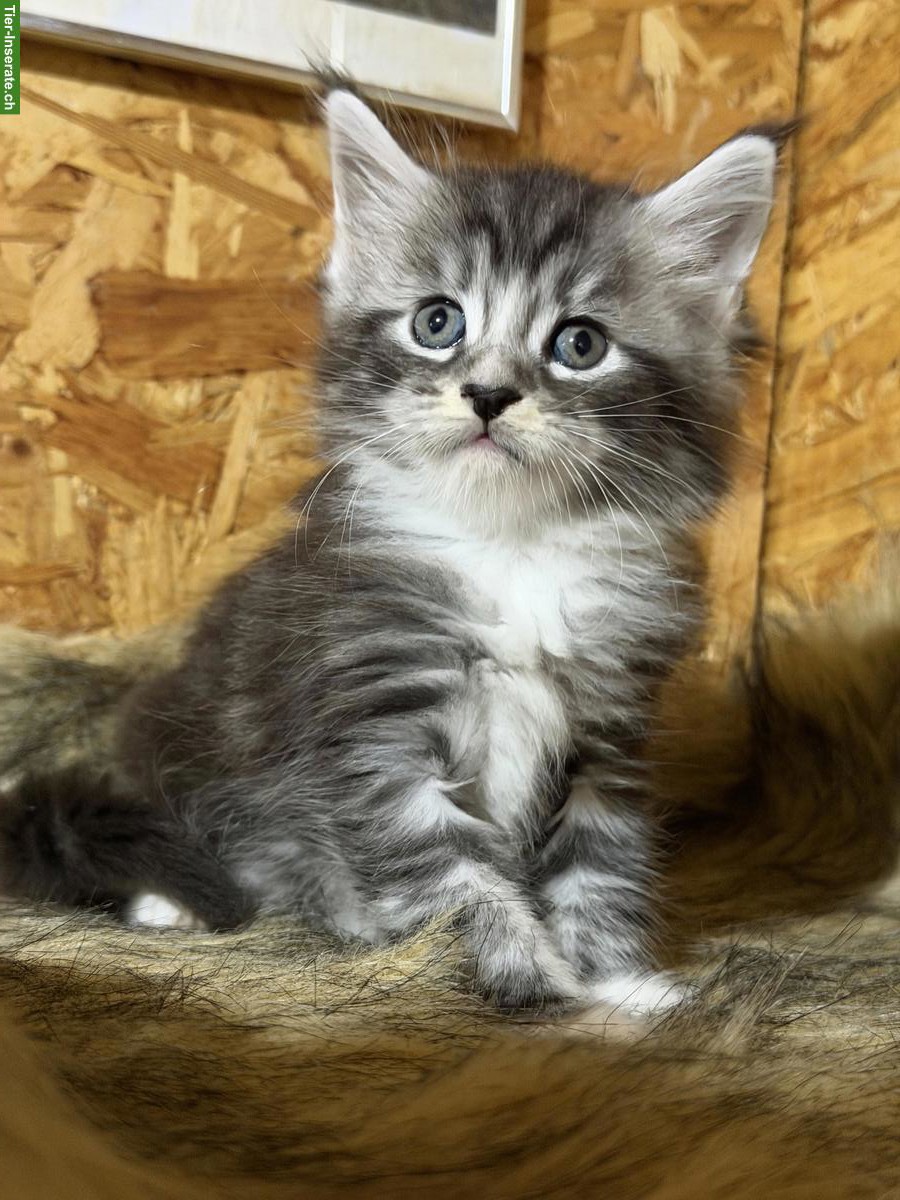 Bild 2: Maine Coons Kitten zu verkaufen