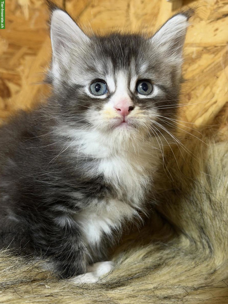 Bild 3: Maine Coons Kitten zu verkaufen