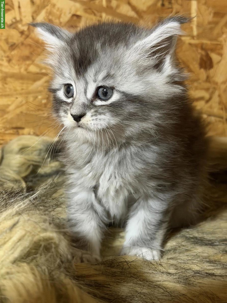 Bild 4: Maine Coons Kitten zu verkaufen