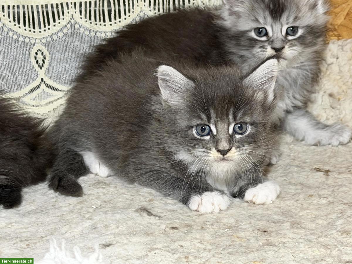 Bild 5: Maine Coons Kitten zu verkaufen