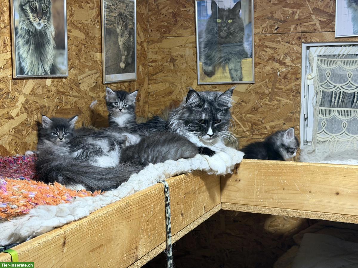 Bild 6: Maine Coons Kitten zu verkaufen