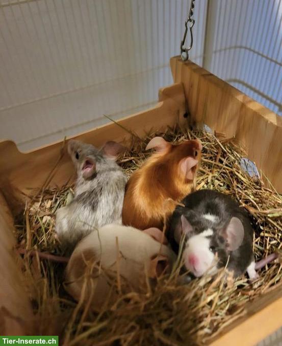 Farbmäuse mit Nagerkäfig und Zubehör zu verkaufen
