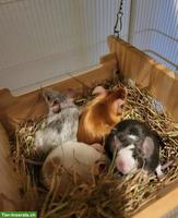 Farbmäuse mit Nagerkäfig und Zubehör zu verkaufen